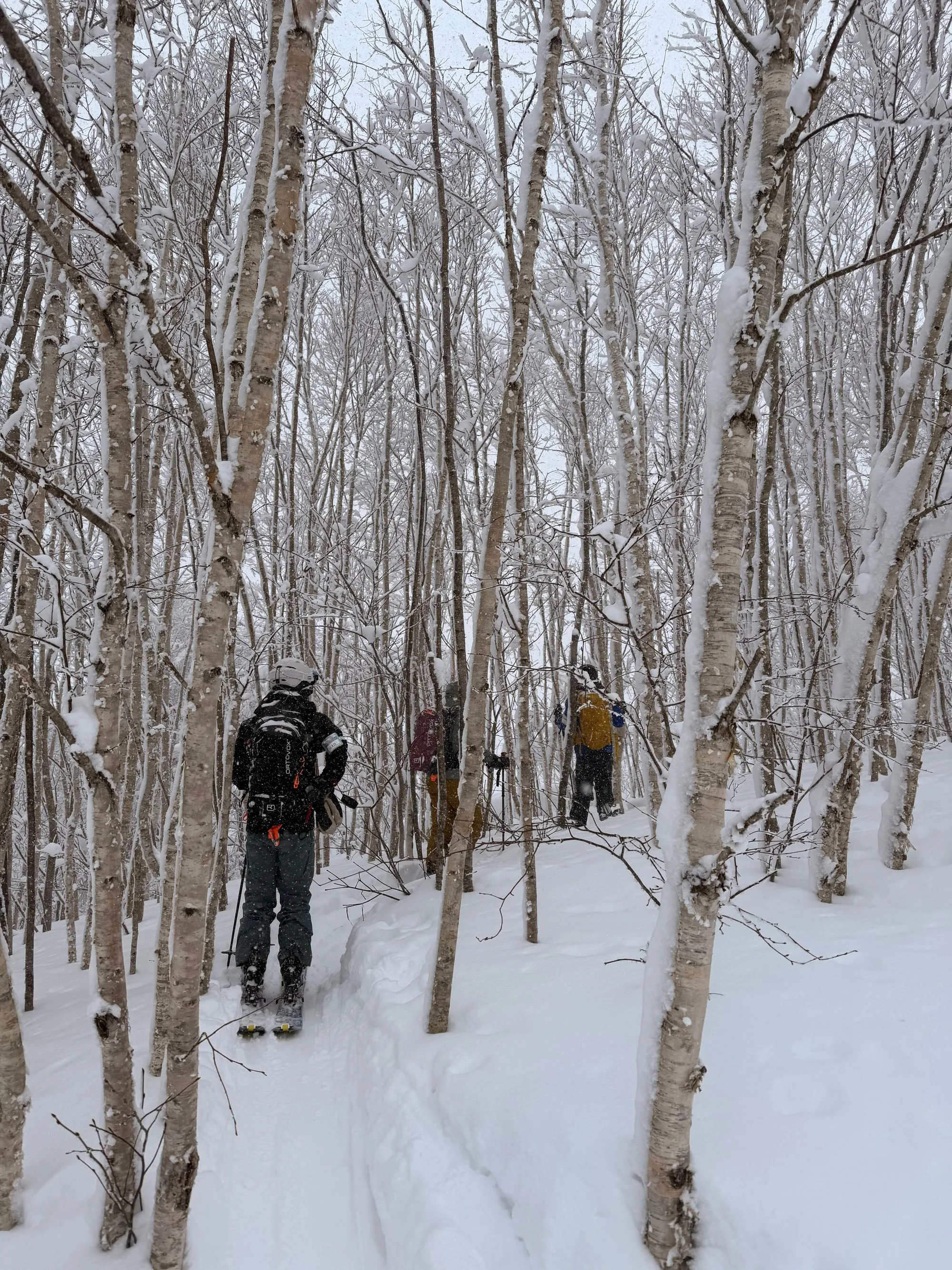 Two ski tourers skinning uphill through a dense stand of bare birch trees in deep snow at Pippu.