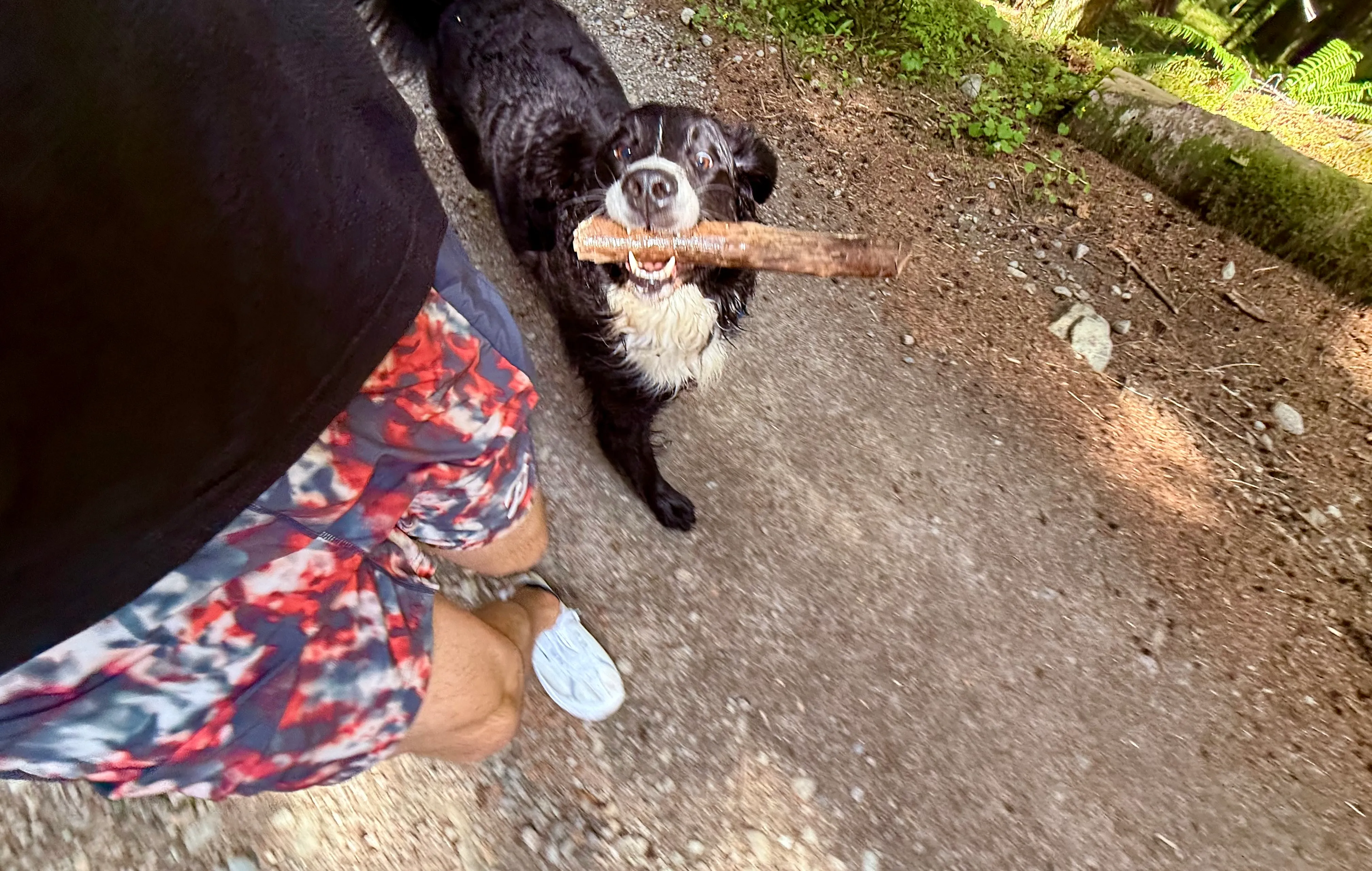 Overhead POV shot on a dirt forest trail: a runner's leg in floral shorts with a white Norda 001 shoe, next to a black-and-white dog looking up with a stick in its mouth, ferns and a log lining the trail edge.